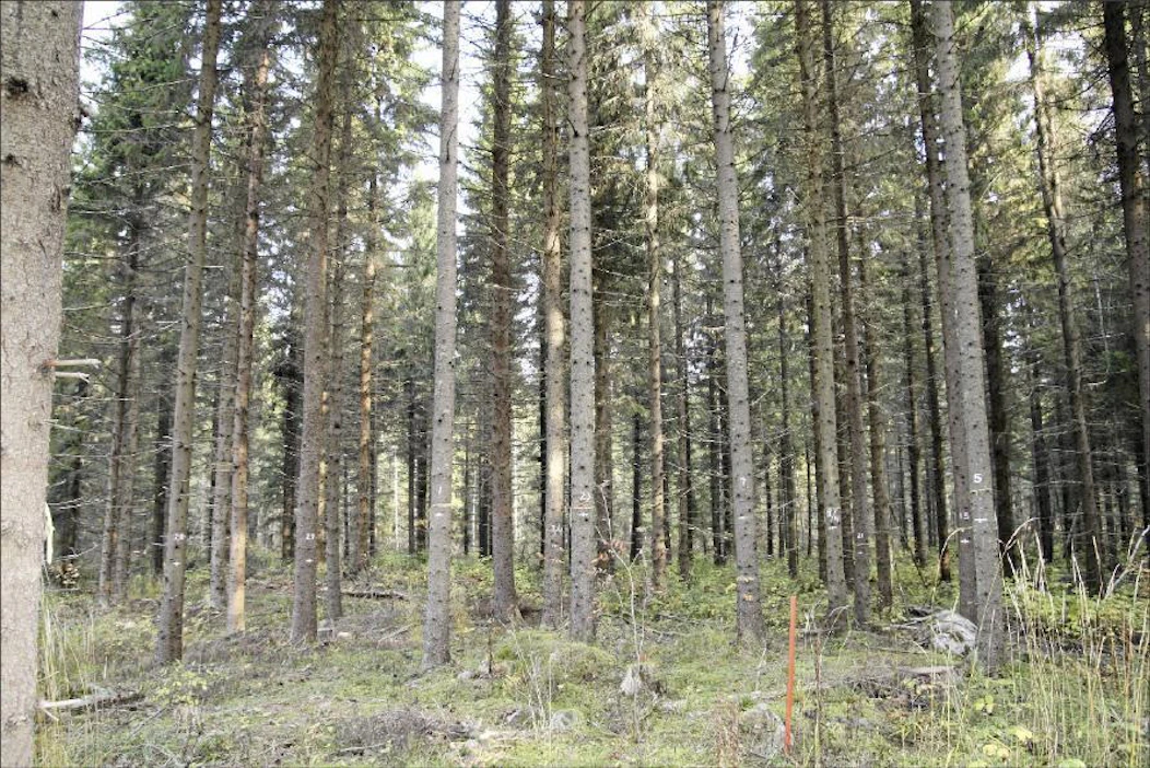 Uusimpien tutkimusten mukaan pystykarsinta sopii myös kuusikoihin. Erkki Verkasalo