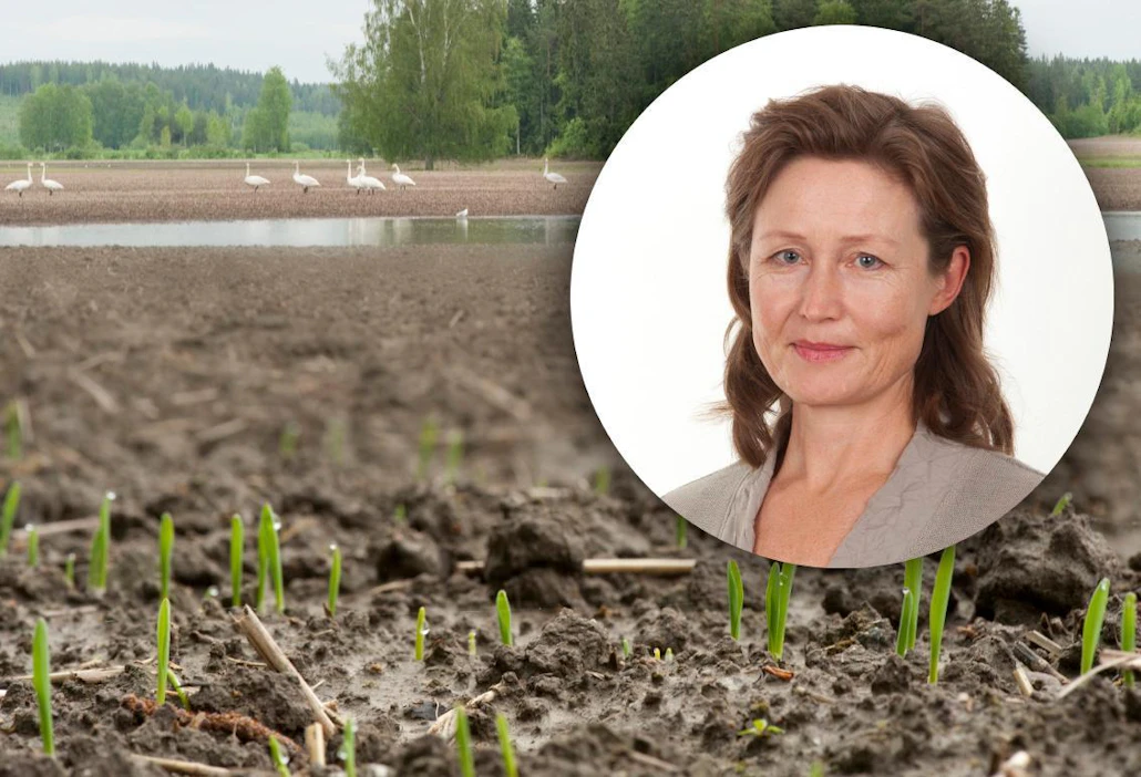 Viimeinen tukihakupäivä 15.6. ei ole viimeinen kylvöpäivä, vaan viimeinen kylvöpäivä on 30.6.
