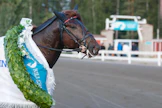 Landen Paukku derbyseppele kaulassaan. Juoksijanlahjoillaan hämmästyttäneen orin voittoprosentti on huimasti 89. Alttius tapaturmiin on jarruttanut Landen Paukun uraa.
