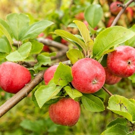Sateisen elokuun ansiosta omenat kasvoivat kookkaiksi, sillä kosteutta on ollut maassa riittämiin.