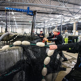 Fifaxin kiertovesitekniikalla (RAS) toimiva kuivan maan kalanviljelylaitoksella tuotetaan kotimaista kirjolohta. Arkistokuvassa Robin Rosenqvist (oik.), Jonas Idman ja Jonne Nylund.