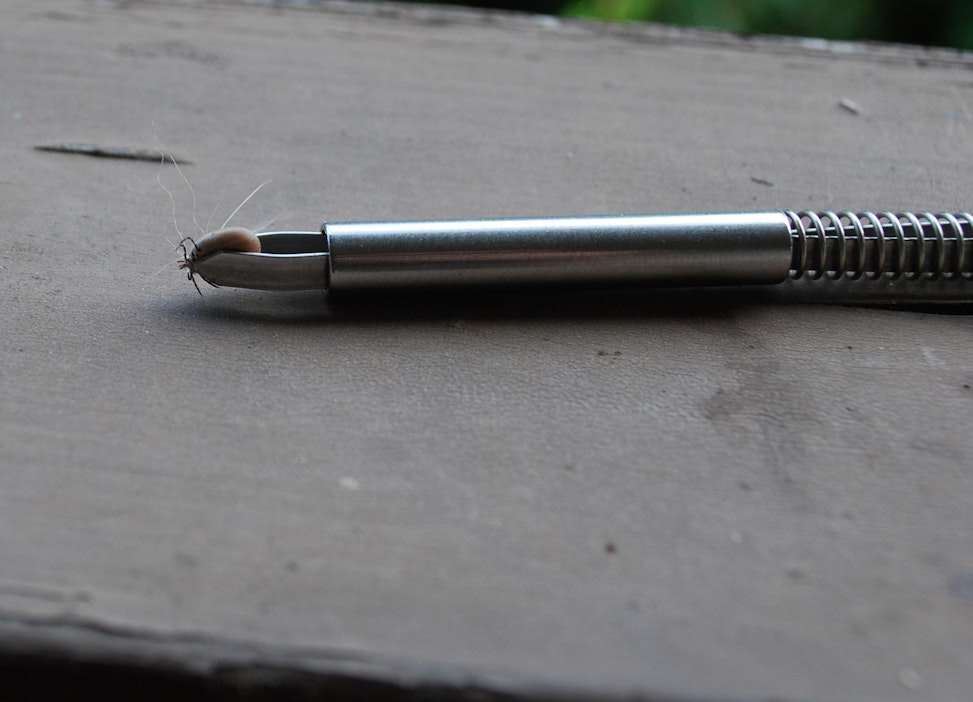 Punkin poistaminen helpottuu punkkipihdeillä.