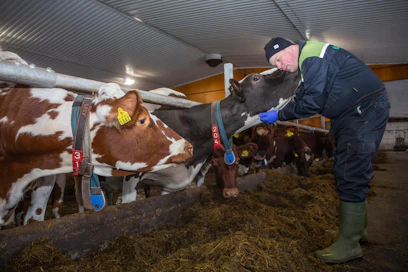 Ruokolahtelaisen Riku Tellan mielestä hyvinvointikorvaus kuuluu sijoittaa lehmien hyvinvoinnin lisäämiseen. Isännälle palkka tulee siitä, että lehmät tuottavat vielä paremmin.