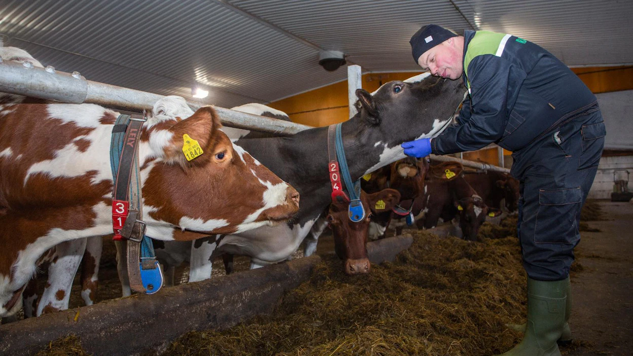 Ruokolahtelaisen Riku Tellan mielestä hyvinvointikorvaus kuuluu sijoittaa lehmien hyvinvoinnin lisäämiseen. Isännälle palkka tulee siitä, että lehmät tuottavat vielä paremmin.