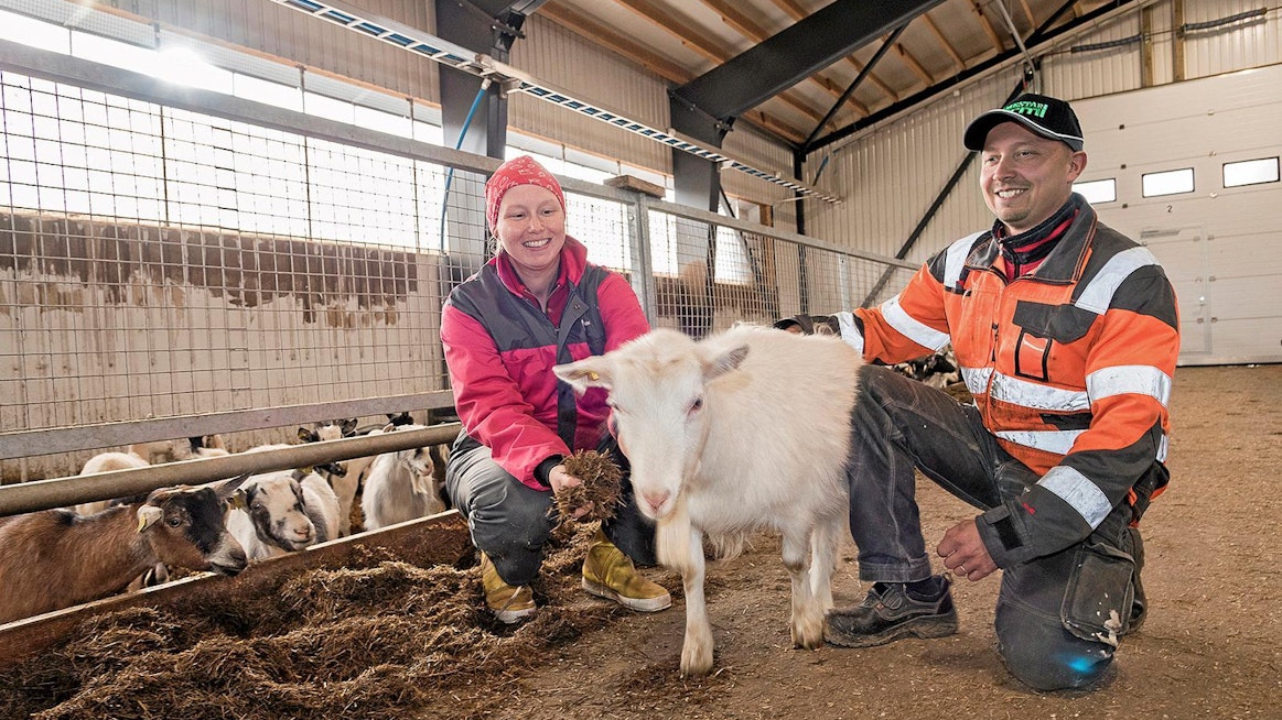 Jonna ja Eero Ukkola kertovat, että uuteen pihattoon on aina kiva mennä töihin. Ilmapaljeverhoin peitetyt ikkunat ovat melko pienet ja sijoitettu ylös, jotta viima ei pääse viilentämään hallia. Kylmyys alentaa huomattavasti vuohien maitotuotosta.