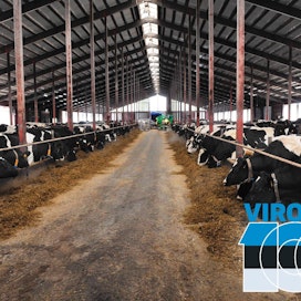 Virolaisen lehmän maidontuotanto on lähes kolminkertaistunut itsenäisyyden 27-vuoden aikana.