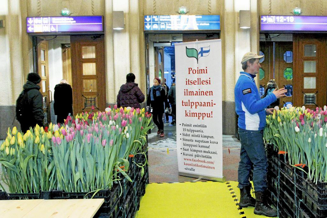 Träskändan puutarha Espoossa viljeli rautatieasemalla esillä olleet tulppaanit. Puutarhuri Niclas Hallgren (oik.) muistutti kotimaisen tulppaanin olevan kauniin lisäksi kestävä.