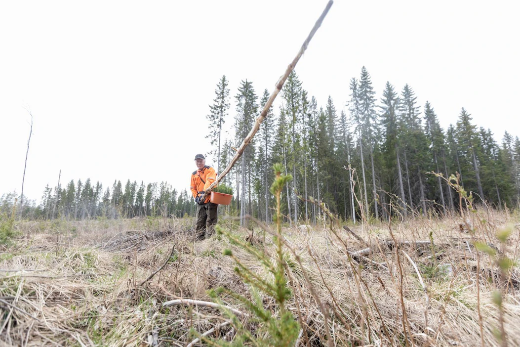 Tässä taimikossa halla oli vikuuttanut kuusentaimia. Männyt ja rauduskoivut olivat päätyneet talven aikana hirvien ravinnoksi.