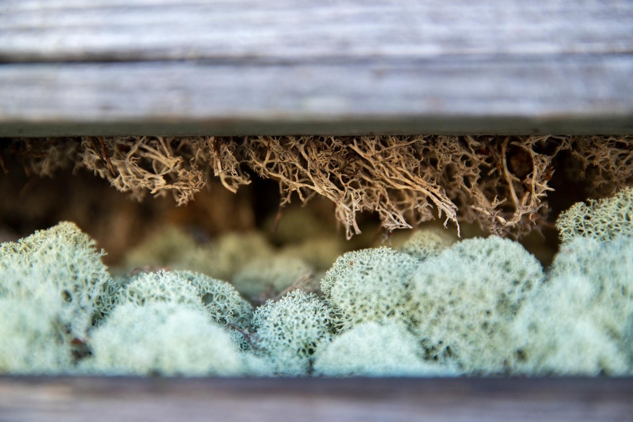 Mitä tiiviimpi pallero, sen arvokkaampaa jäkälä on.