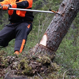 ”Näin 80-vuotiaana ihmettelee, miten isoja puita sitä joutuikaan kaatamaan”, Eino Heikkilä muistelee.