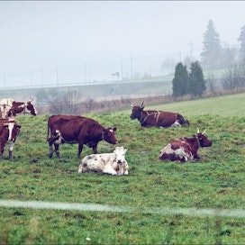 Lehmät käyskentelivät vihreällä laitumella Askolassa marraskuun alussa. Kari Salonen