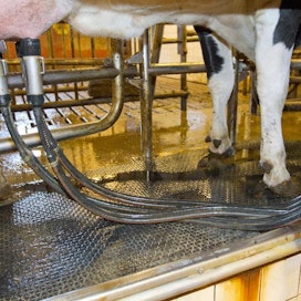 Automaattilypsyn ansiosta maidontuottaja pystyy järjestelemään töitään perinteistä lypsyä vapaammin.