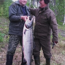 Sami Vilen ja Tauno Tiihonen nappasivat 15-kiloisen lohen Tornionjoesta.