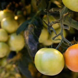 Turve on tärkeä kasvualusta kasvihuoneilla, esimerkiksi tomaatti kasvaa usein turve- tai kivivilla-alustalla.