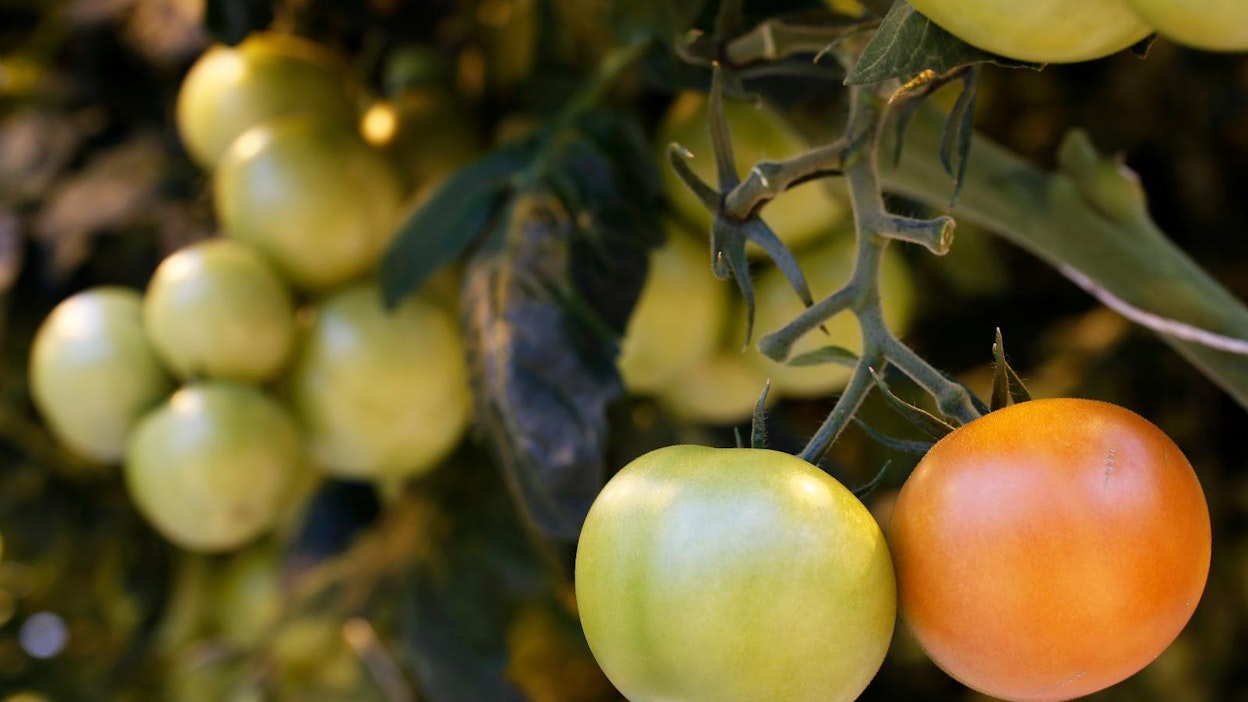 Turve on tärkeä kasvualusta kasvihuoneilla, esimerkiksi tomaatti kasvaa usein turve- tai kivivilla-alustalla.