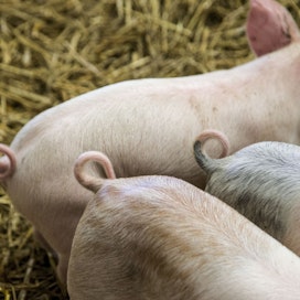 EU:n hintaseurannan mukaan EU-maiden sianlihan keskihinta viikolla 8 oli 2,25 euroa kilolta. Kotimaassa keskimääräinen hinta oli 2,24 euroa.
