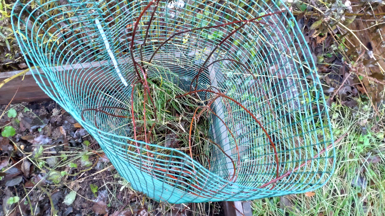 Suurimmalle osalle sylinteri riittää suojaksi, mutta erityisen aroille kasveille niihin kannattaa askarrella myös kansi. Silloin kauriit tai peurat eivät ylety oksien kärkiin.