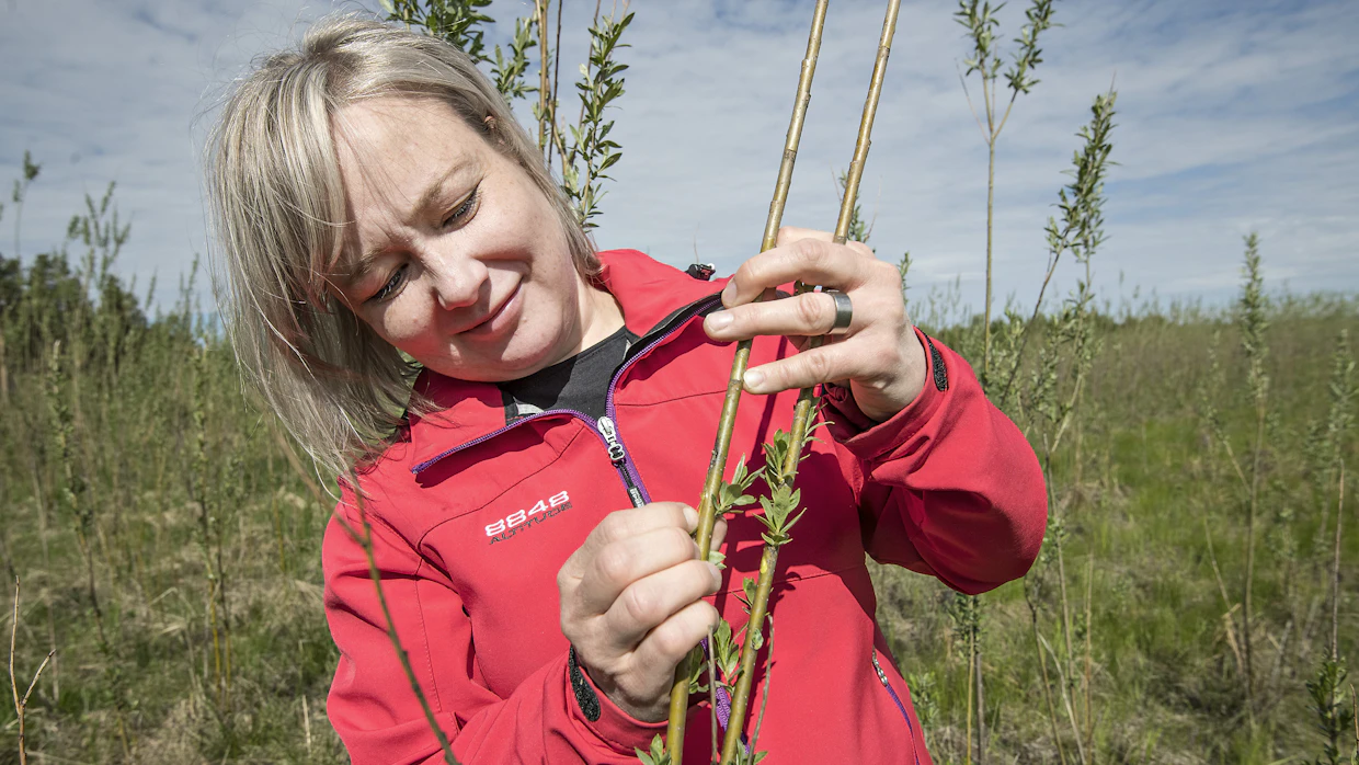 Suvi Kuittinen Itä-Suomen yliopistosta tutkii pajun kehitystä Kauhajoen Nummijärvellä.