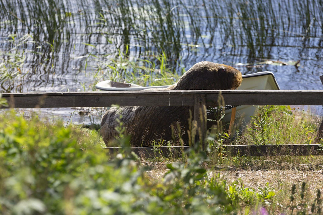Haminan kaupungin rantavesissä havaittiin torstaina täysikasvuinen mursu. Perjantaina mursu saapui lepäämään venerantaan. LEHTIKUVA / Sasu Mäkinen.