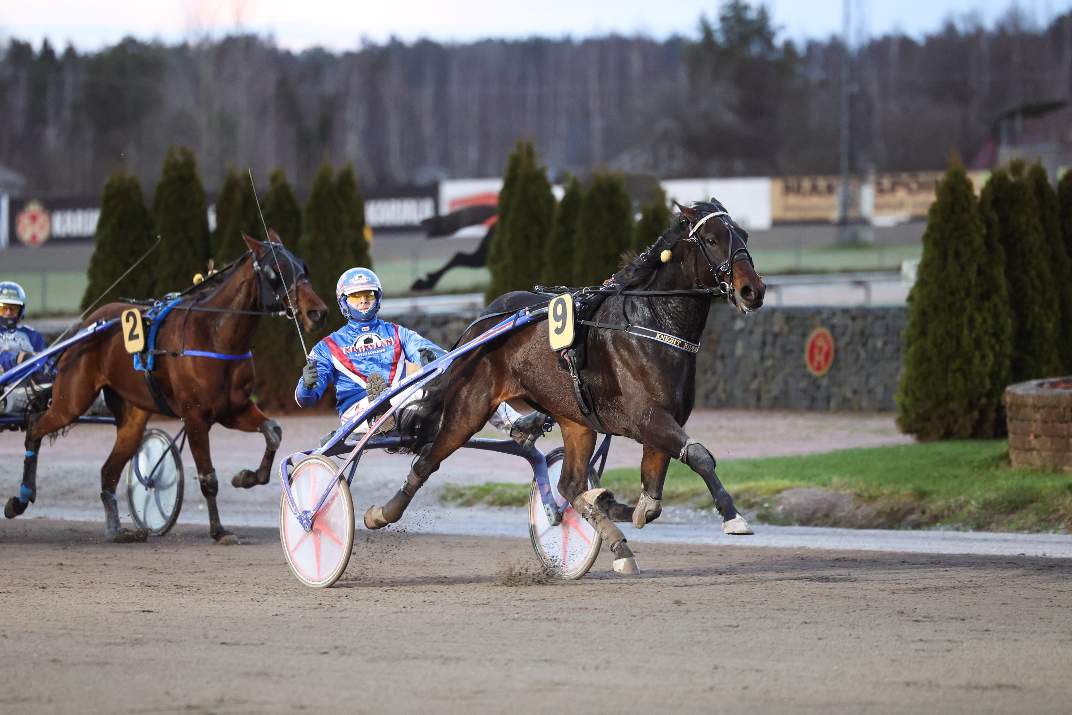 Knight Rider Hoss oli kolmevuotiaiden oriiden ja ruunien kasvattajakruunun paras.