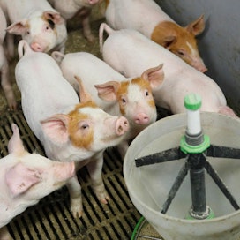 Huoltovarmuuspaketin lisärahoitus sika- ja siipikarjataloudelle ja puutarhataloudelle koko maahan on yhteensä noin 42 miljoonaa euroa.