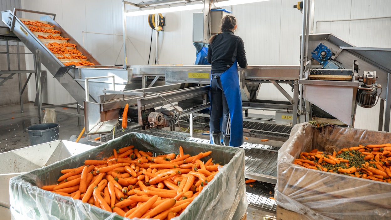 Luken tilastojen mukaan tärkeimmistä vihanneksista porkkanan omavaraisuusaste on 100, kurkun lähellä sitä.