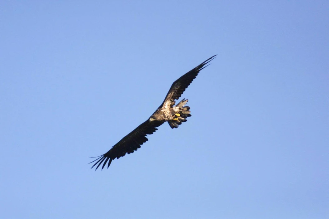 Tänä keväänä korkeapatogeenista H5N6-tyypin lintuinfluenssaa on Suomessa tavattu kolmesta merikotkasta. Kuvan lintu ei liity tapaukseen.