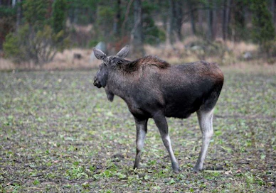 Oppiikohan meikäläinen hirvi välttelemään metsästäjiä samaan tapaan kuin saksanhirvi?
