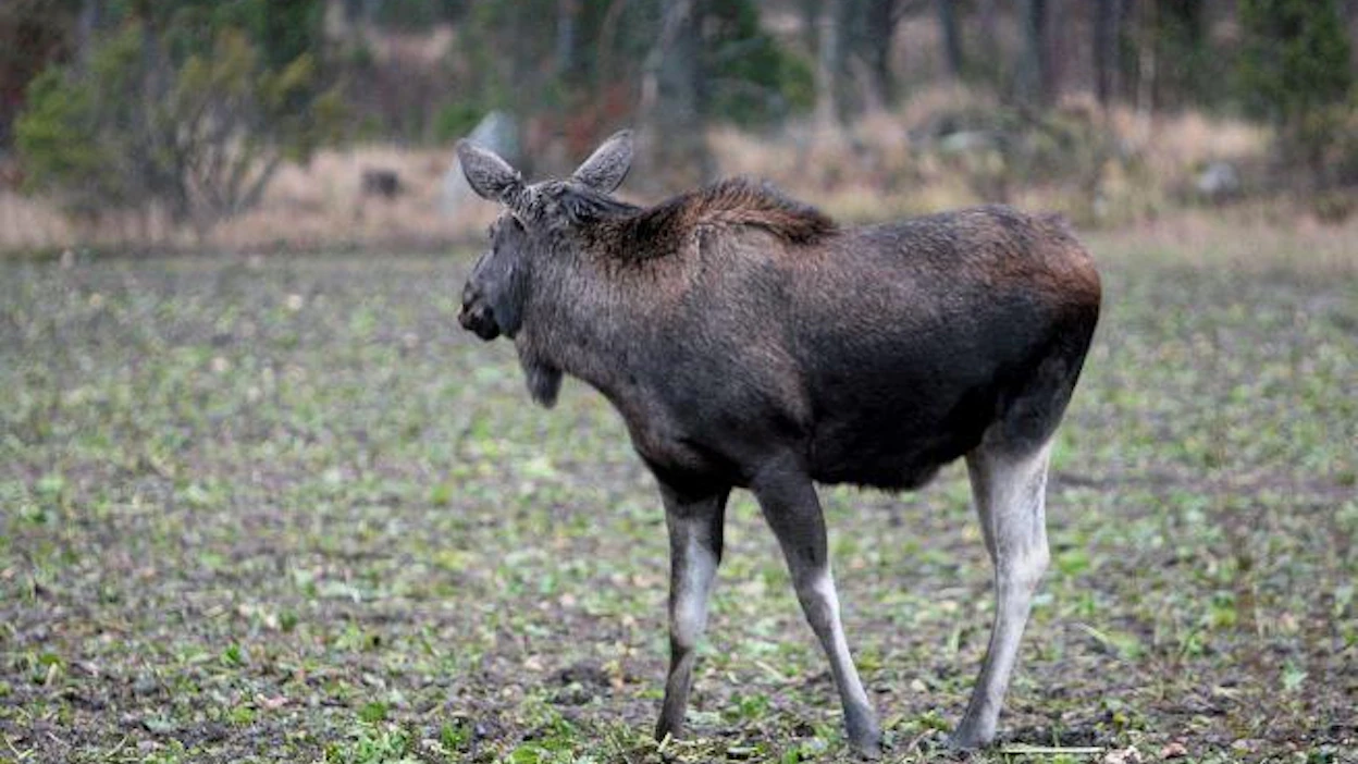 Oppiikohan meikäläinen hirvi välttelemään metsästäjiä samaan tapaan kuin saksanhirvi?