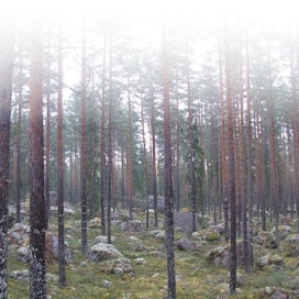 Hyväkasvuista metsää ei kannata uudistaa, jos sen arvokasvu on vielä korkea.