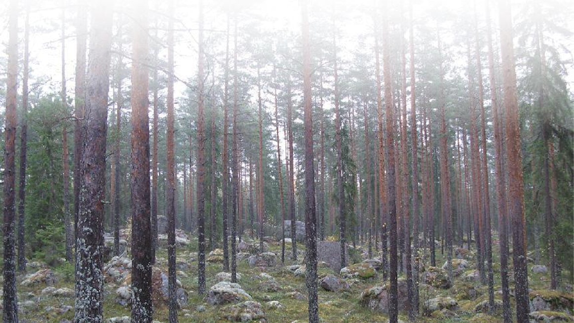 Hyväkasvuista metsää ei kannata uudistaa, jos sen arvokasvu on vielä korkea.