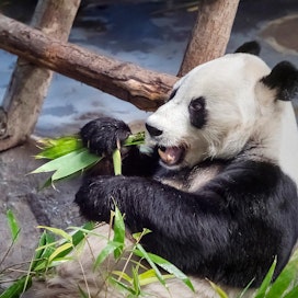 Ähtärin eläinpuistossa on kaksi pandaa, joista tässä on urospanda Pyry. Arkistokuva on joulukuulta 2019, jolloin vietettiin Bambua pandalle -hankkeen päätöstilaisuutta. Pyry rouskutteli halukkaasti bambuja, jotka oli kasvatettu Ähtärissä ja naapuripitäjissä.