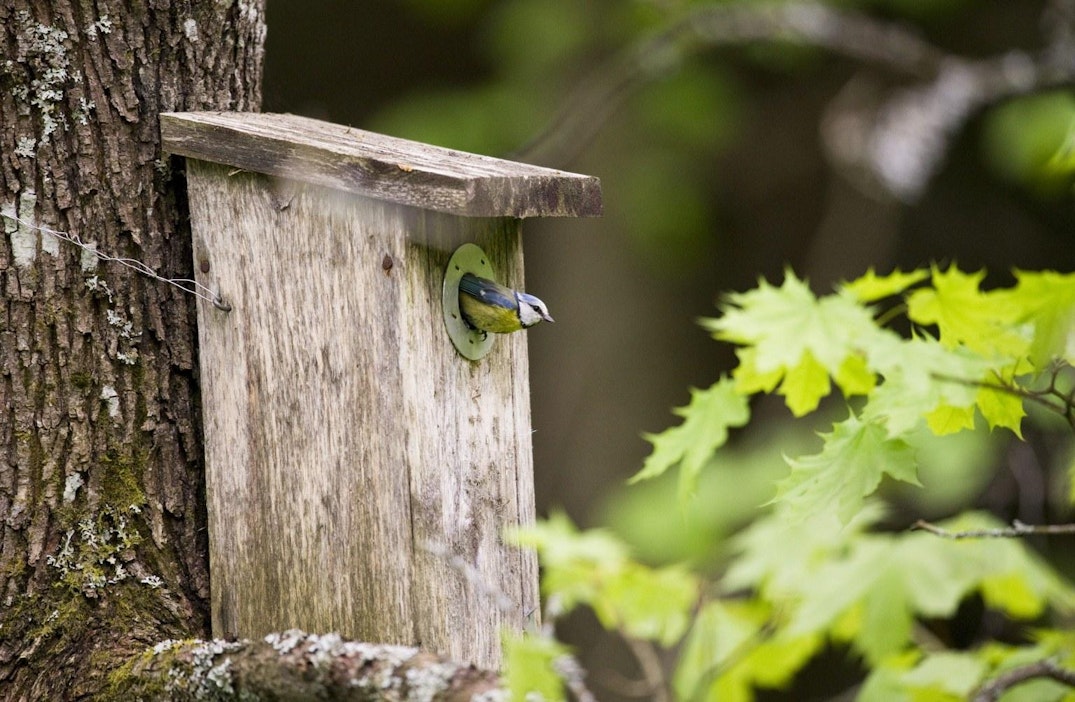 Myös tiaisten muutto on aikaisessa. LEHTIKUVA / Jarno Mela