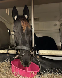 Let's boogie! Suomalaisen lämminverijalostuksen kirkkaimpiin helmiin kuuluva Dusktodawn Boogie taistelee sunnuntaina Prix Ourasin 150 000 euron ensipalkinnosta. Ourasi on Prix d'Ameriquessa ainoana neljään ykkössijaan yltänyt legenda.