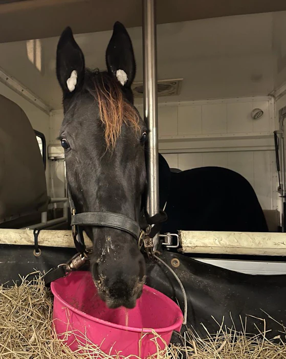 Let's boogie! Suomalaisen lämminverijalostuksen kirkkaimpiin helmiin kuuluva Dusktodawn Boogie taistelee sunnuntaina Prix Ourasin 150 000 euron ensipalkinnosta. Ourasi on Prix d'Ameriquessa ainoana neljään ykkössijaan yltänyt legenda.
