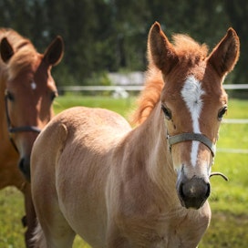 Maaseudun Tulevaisuus lisää hevosuutisointiaan. Samalla myös maksumuureja kiristetään. Pelkästään ravi- ja hevosuutisista kiinnostuneille on tarjolla edullinen tilausvaihtoehto MT hevoset -paketti.
