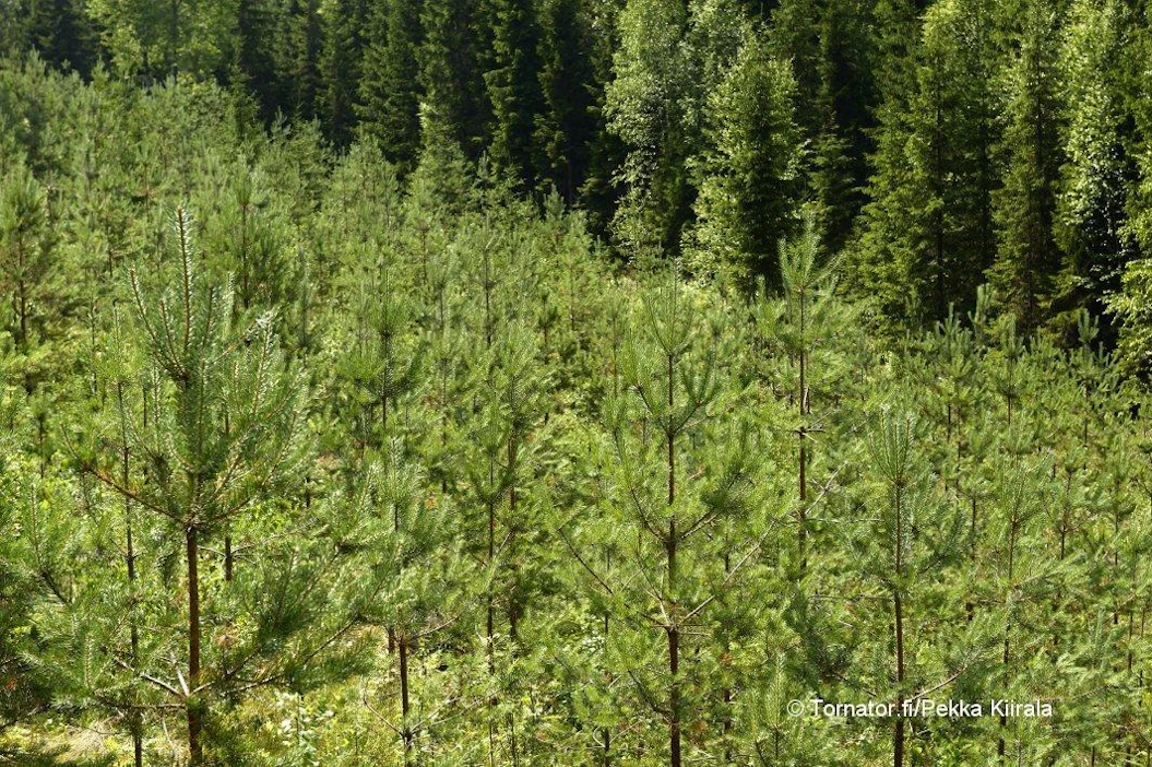Tornator on 600 000 hehtaarillaan Suomen toiseksi suurin metsänomistaja Metsähallituksen jälkeen. Metsien käypä arvo oli kesäkuun lopussa liki 1,4 miljardia euroa.
