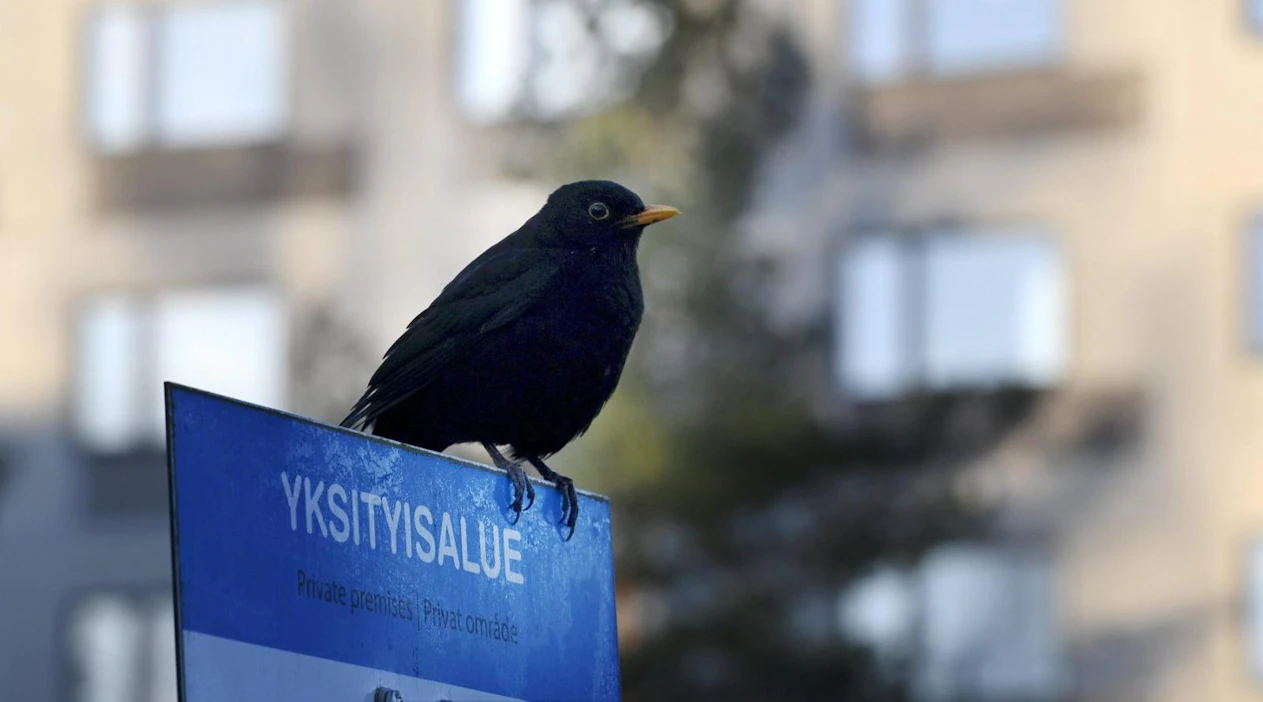 Lauantaina sää pysyy 10 asteen tuntumassa tai sen alapuolella koko maassa. LEHTIKUVA / HEIKKI SAUKKOMAA