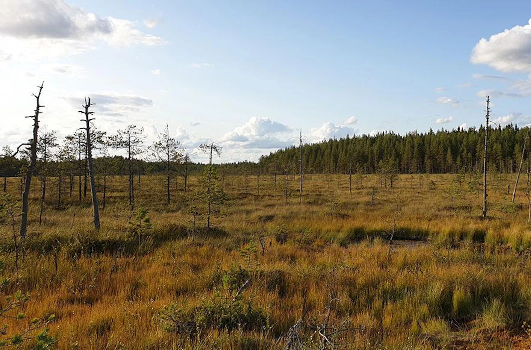 Suojelualueeseen kuuluvat Kaijansuon pohjoisosa sekä räme- ja kangasmaakannas Kaijansuosta länteen Hämeenjärven itärannalle.