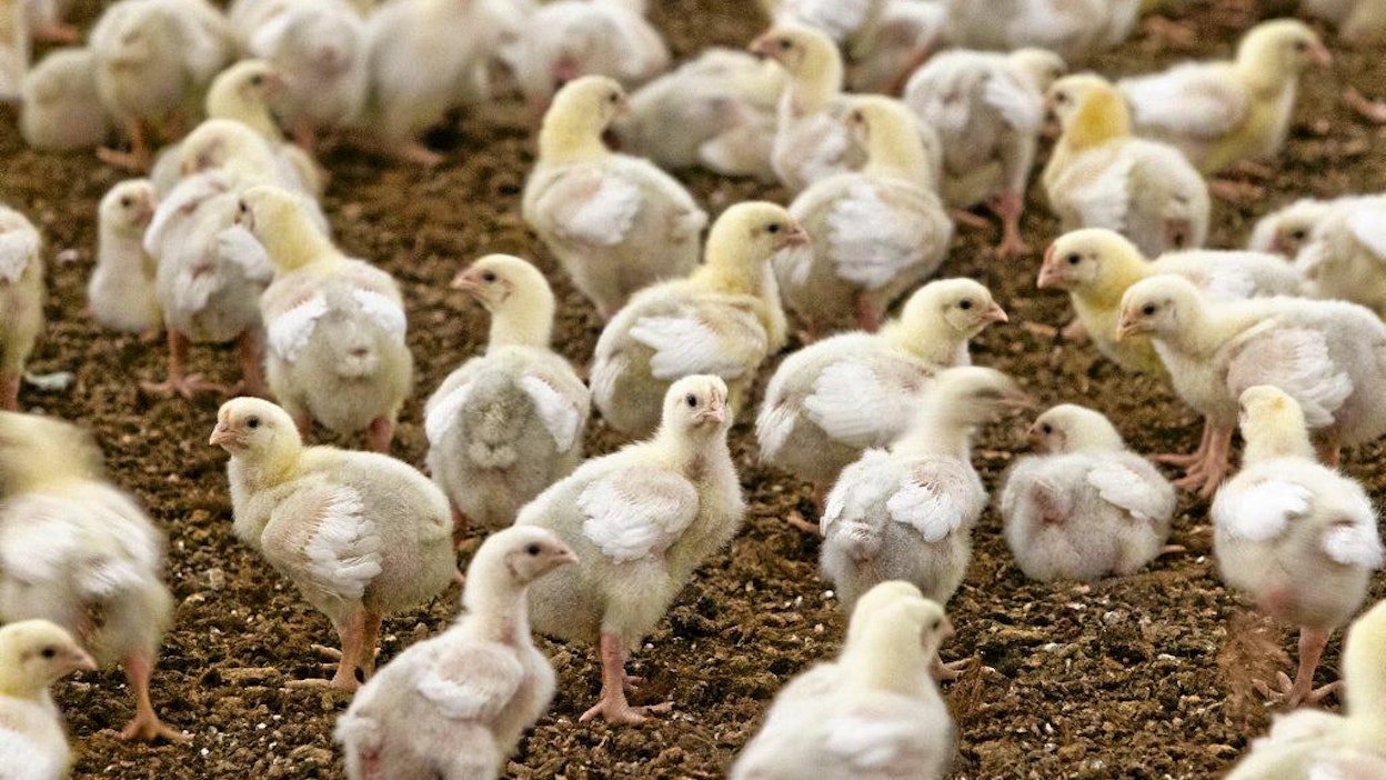 "Tervetuloa katsomaan, mitä meille kuuluu."