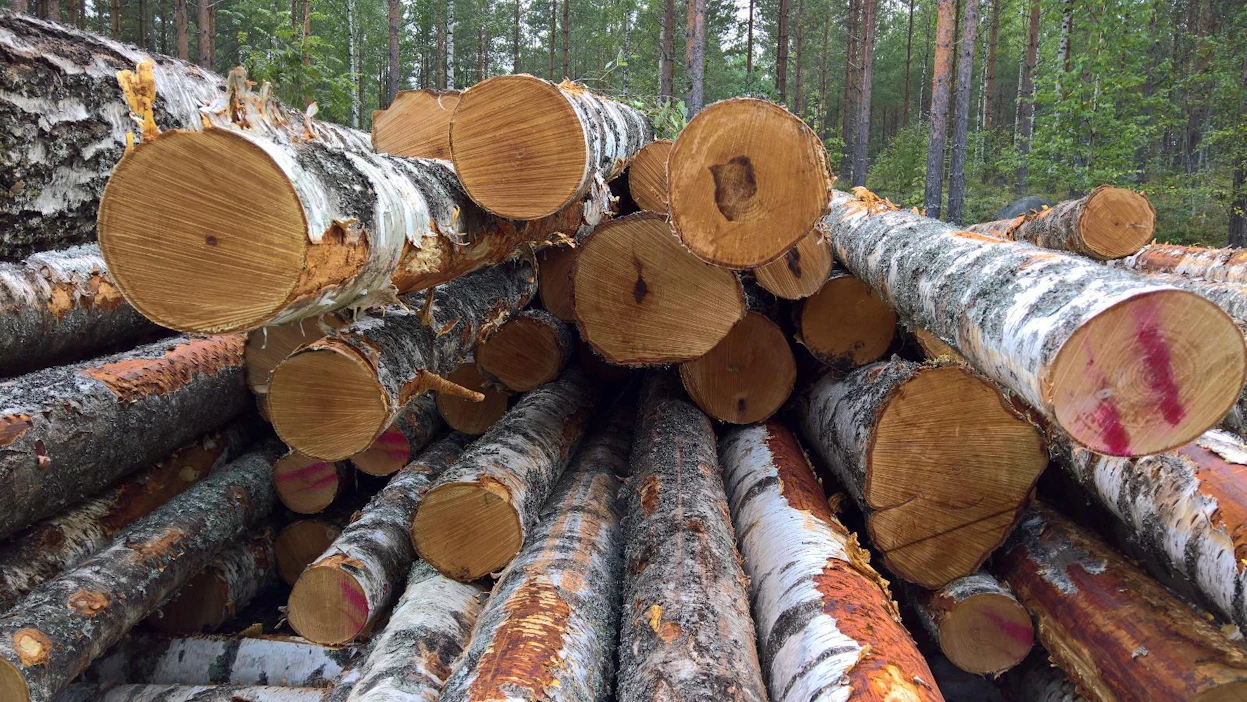 Haapa- ja koivutukkien lisäksi Valoisa Woodin sahalla olisi tarkoitus käsitellä ylisuuria havutukkeja.