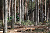 Metsähallitus Metsätalous Oy kertoo panostavansa metsien monimuotoisuudessa erityisesti lahopuun ja haapojen määrään.