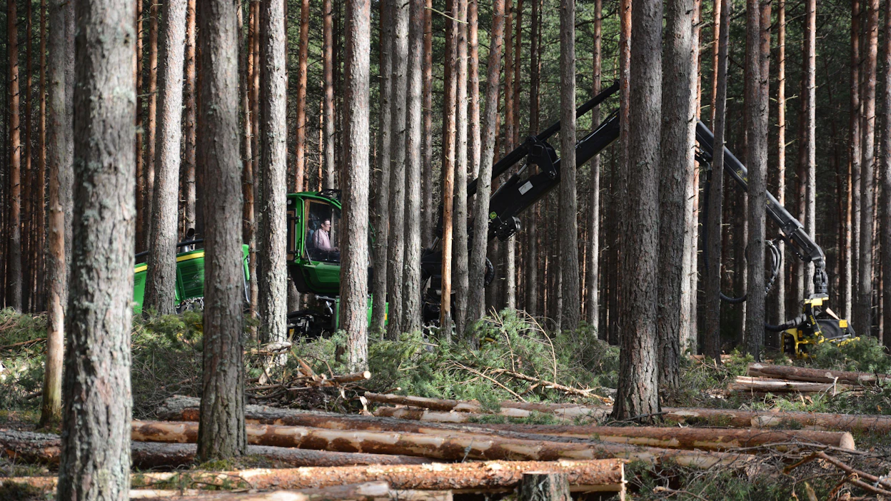 Metsähallitus Metsätalous Oy kertoo panostavansa metsien monimuotoisuudessa erityisesti lahopuun ja haapojen määrään.