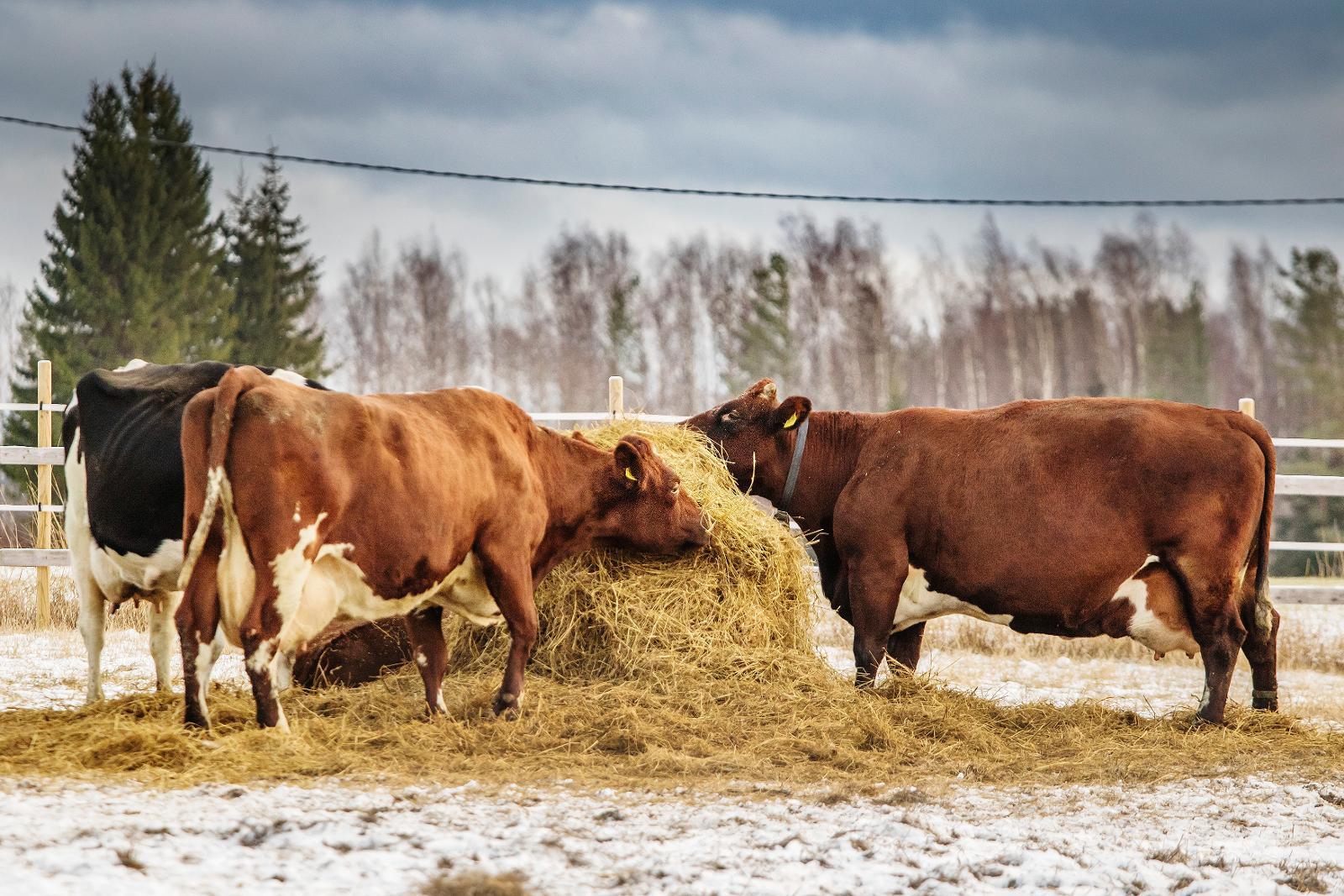 Hiilijalanjäljestä Tulee Maidon Hinnoitteluperuste: Arla Suomen 500 ...