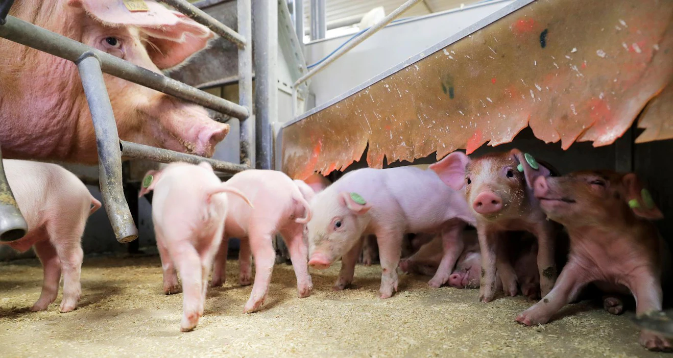 Pitkään valmisteltuun eläinten hyvinvointilakiin on kirjattu tiineytyshäkkien kielto siirtymäajalla, mutta ei porsitushäkkikieltoa. SDP on aiemmin esittänyt, että kaikki eläinten kääntymisen estävät rakenteet tulisi kieltää siirtymäajalla.