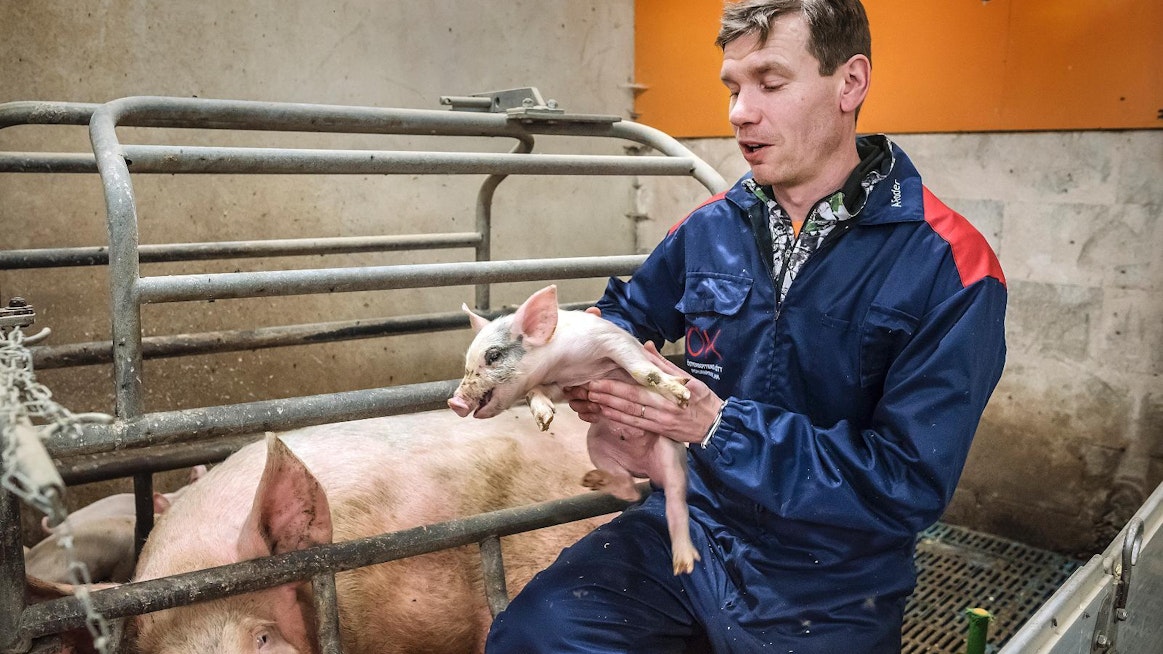 Tero Ojala kasvattaa porsaita Ilmajoen Koskenkorvalla.
