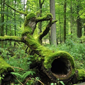 Metsässä elää biisoneita ja harvinaisia lintuja. https://commons.wikimedia.org/wiki/File:Bialowieza_National_Park_in_Poland0029.JPG