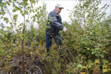 Risto Välilän istuttama koivikko ei ole tarvinnut varsinaista perkausta, mutta raivausveitsellä on silti mukava siistiä välillä taimien ympäristöä. Kari Salonen