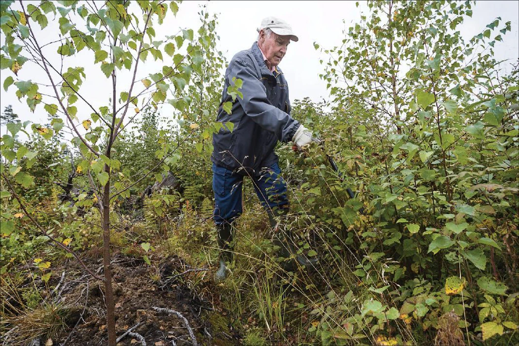 Risto Välilän istuttama koivikko ei ole tarvinnut varsinaista perkausta, mutta raivausveitsellä on silti mukava siistiä välillä taimien ympäristöä. Kari Salonen
