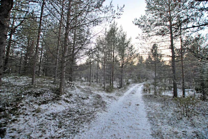 Lapissa riittää nuorta metsää. Vuotuinen kasvu on noin 13 miljoonaa kuutiometriä vuodessa.